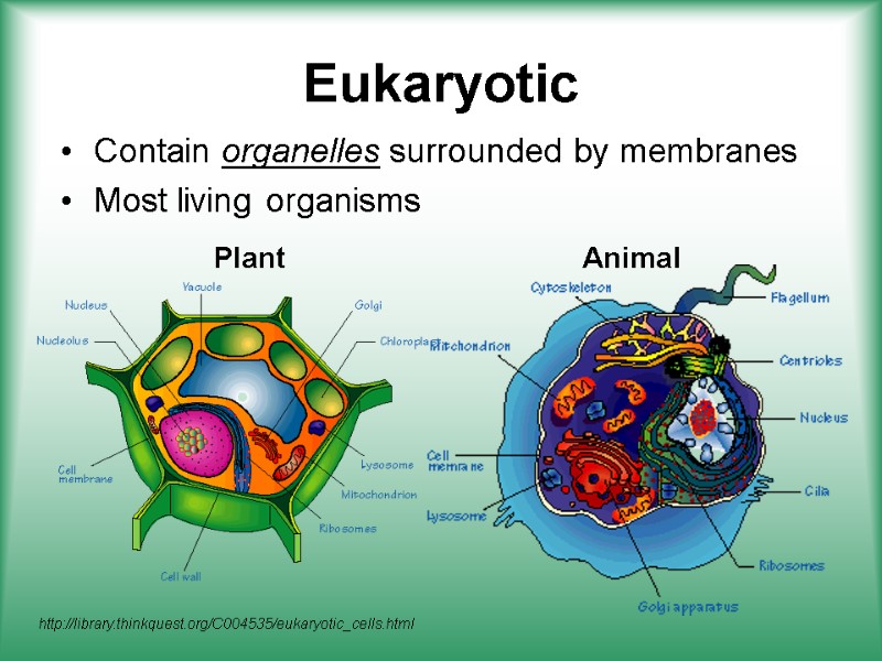 Eukaryotic Contain organelles surrounded by membranes Most living organisms  Plant Animal http://library.thinkquest.org/C004535/eukaryotic_cells.html